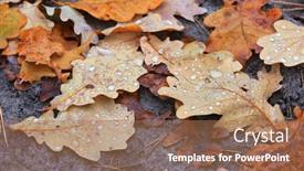 Presentation with oak forest - Slide set featuring fallen-autumn-oak-leafage background and a coral colored foreground