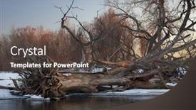  Presentation with winter river - Presentation theme having fallen cottonwood tree and driftwood - typical winter scenery on south platte river in eastern colorado background and a dark gray colored foreground
