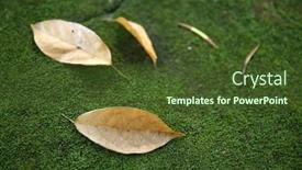  Presentation with green leaf - Presentation theme featuring fallen-leaf-lies-on-green background and a tawny brown colored foreground