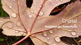  Presentation with autumn - Colorful presentation enhanced with fallen-leaf-on-ground-covered backdrop and a coral colored foreground