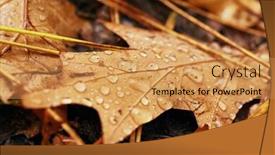  Presentation with rain water - Presentation theme consisting of fallen leaf with water drops background and a yellow colored foreground