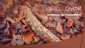 Presentation with branch - PPT theme with branch on the ground fungi background and a tawny brown colored foreground