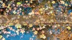  Presentation with raven - PPT layouts enhanced with fallen-leaves-in-a-puddle background and a coral colored foreground