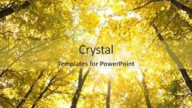  Presentation with autumn leaves - Presentation design with fallen leaves in autumn forest background and a yellow colored foreground