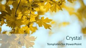  Presentation with autumn leaves - Amazing presentation having fallen leaves in autumn forest backdrop and a cool aqua colored foreground