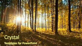  Presentation with autumn leaves - Cool new slide set with fallen leaves in autumn forest backdrop and a tawny brown colored foreground