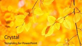  Presentation with autumn leaves - Presentation consisting of fallen leaves in autumn forest background and a light gray colored foreground