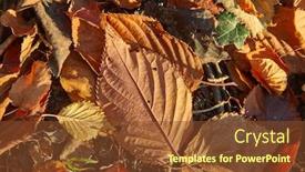  Presentation with woods - Colorful slide set enhanced with fallen-leaves-on-the-ground backdrop and a tawny brown colored foreground