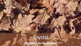  Presentation with woods - Amazing slide set having fallen-leaves-on-the-ground backdrop and a red colored foreground