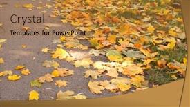  Presentation with maple leaves - Amazing PPT theme having fallen maple leaves on asphalt road backdrop and a gold colored foreground