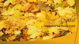  Presentation with maple - Colorful presentation enhanced with fallen maple leaves on ground backdrop and a gold colored foreground