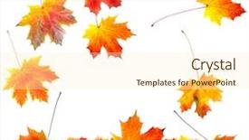  Presentation with maple leaves - Cool new presentation theme with fallen maple leaves backdrop and a cream colored foreground