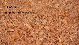  Presentation with autumn leaves - PPT theme with fallen-metasequoia-leaves-background-metasequoia background and a coral colored foreground