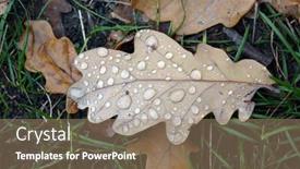  Presentation with green leaf - Amazing PPT layouts having fallen-oak-leaf-with-raindrops backdrop and a coral colored foreground