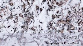  Presentation with needles - Cool new presentation theme with fallen-pine-needles-on-snowy backdrop and a light blue colored foreground