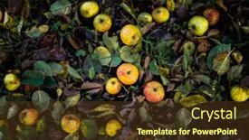  Presentation with orchard - PPT layouts with fallen-red-and-yellow-apples background and a tawny brown colored foreground