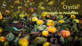  Presentation with orchard - Colorful slide set enhanced with fallen-red-and-yellow-apples backdrop and a tawny brown colored foreground
