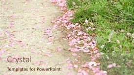 Presentation with sakura - Colorful slide deck enhanced with fallen sakura petals on road backdrop and a lemonade colored foreground