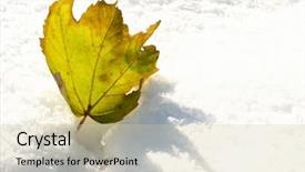  Presentation with snow - PPT theme enhanced with fallen star - leaf in fresh snow background and a  colored foreground