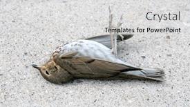  Presentation with sparrow - PPT layouts with fallen-stunned-sparrow-with-speckled background and a light gray colored foreground