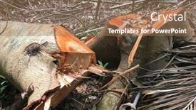  Presentation with tropical rainforest - Slides having fallen-tree-tree-trunk-chopped background and a coral colored foreground
