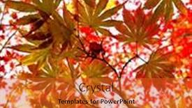  Presentation with autumn leaves falling - PPT theme having falling-autumn-maple-japanese-leaves background and a red colored foreground