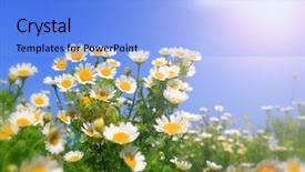  Presentation with watercolor summer floral - Presentation design featuring falling flowers tree - fresh summer wildflowers background and a light blue colored foreground