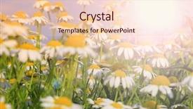  Presentation with summer - Amazing presentation theme having falling flowers tree - fresh summer wildflowers backdrop and a lemonade colored foreground