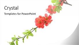  Presentation with red and white festive - Slide deck with falling flowers tree - red flowering quince isolated background and a white colored foreground