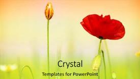  Presentation with poppy - PPT theme featuring falling flowers tree - red poppy and grass background and a yellow colored foreground