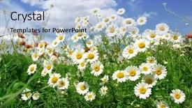  Presentation with end of summer - PPT theme featuring falling flowers tree - summer wildflowers background and a light blue colored foreground