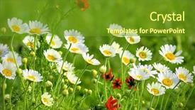 Presentation with summer flowers - Cool new PPT theme with falling flowers tree - summer wildflowers backdrop and a tawny brown colored foreground