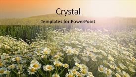  Presentation with end of summer - Theme having falling flowers tree - summer wildflowers background and a coral colored foreground