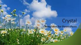  Presentation with streams summer - Cool new theme with falling flowers tree - summer wildflowers backdrop and a teal colored foreground