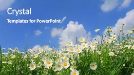  Presentation with end of summer - Audience pleasing PPT theme consisting of falling flowers tree - summer wildflowers backdrop and a teal colored foreground