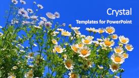  Presentation with summer - PPT layouts having falling flowers tree - white summer wildflowers background and a cobalt blue colored foreground