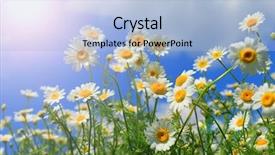  Presentation with summer - Slides with falling flowers tree - white summer wildflowers background and a light blue colored foreground