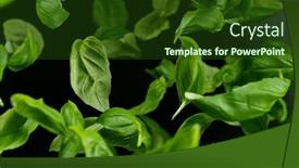  Presentation with falling leaves - Presentation design consisting of falling-fresh-basil-leaves-isolated background and a  colored foreground