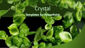  Presentation with leaves falling - Slide deck featuring falling-fresh-basil-leaves-isolated background and a  colored foreground