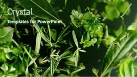  Presentation with leaves falling - PPT layouts featuring falling-fresh-herbs-leaves-isolated background and a  colored foreground
