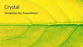  Presentation with autumn - Slides consisting of falling leaves - background autumn leaf background and a yellow colored foreground