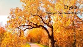  Presentation with falling leaves - Cool new presentation theme with falling leaves yellow trees backdrop and a yellow colored foreground