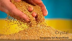  Presentation with millet - PPT theme consisting of falling-of-grain-millet background and a gold colored foreground