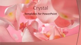 Presentation with pink rose petals - Presentation having falling-pink-rose-petals-isolated and a coral colored foreground