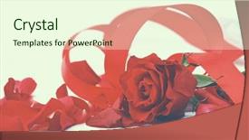  Presentation with white rose - Presentation theme consisting of falling roses - red rose petals isolated background and a cream colored foreground