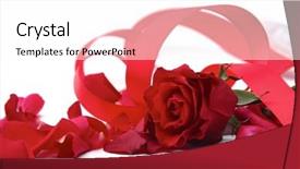  Presentation with red and white rose petals - PPT theme featuring falling roses - red rose petals isolated background and a white colored foreground