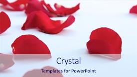  Presentation with red and white rose petals - Presentation theme having falling roses - rose petals isolated on white background and a sky blue colored foreground