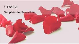  Presentation with white rose - Presentation theme enhanced with falling roses - rose petals isolated on white background and a lemonade colored foreground