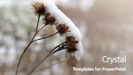  Presentation with thistle - PPT theme with wildflowers ice - freshly falling snow background and a gray colored foreground