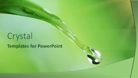  Presentation with water leaf - Audience pleasing slides consisting of falling-water-drop-from-leaf backdrop and a mint green colored foreground